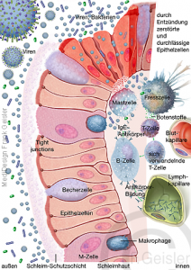 Immunsystem Des Menschen