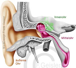 äußeres Ohr, Mittelohr und Innenohr