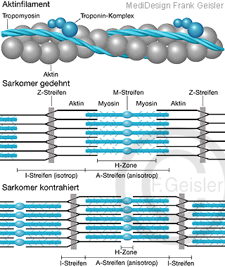 Muskel Aktin-Kontraktion, Myofibrille Myosin mit Myosinkopf