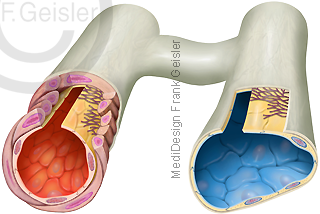 Anatomie Blutgefäße, Histologie Arteriole und Venole