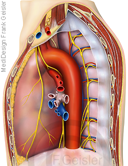 Anatomie Brustraum, Mediastinum mit Herz, Organe Brusthöhle