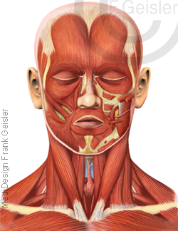 Anatomie Kopf, Gesicht und Hals mit Muskeln Muskulatur des Menschen
