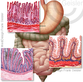 Anatomie Histologie Magen-Darm-Trakt Gastrointestinaltrakt des Menschen