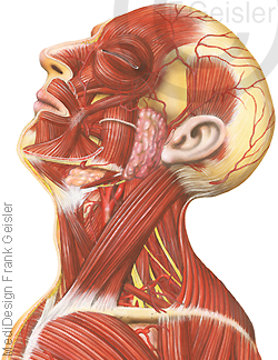 Anatomie Kopf und Hals mit Muskeln Muskulatur von der Seite