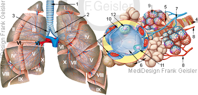 Anatomie Lunge mit Lungensegmente Bronchien Lungenbläschen Alveolen und Blutgefäße