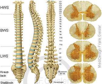 Anatomie Wirbel Wirbelsäule des Menschen, Histologie Rückenmark