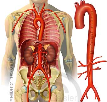 Anatomie große Blutgefäße Adern Schlagadern, Hauptschlagader Aorta