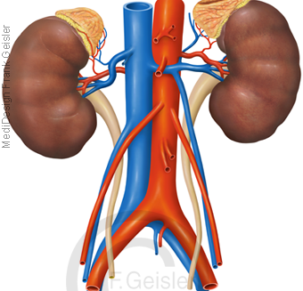 Anatomie Blutgefäße, Aorta Bauchaorta Arterien und Hohlvene Venen, Versorgung der Nieren
