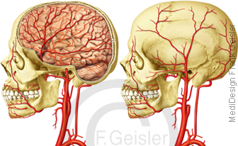Arterien Hals und Kopf, Halsschlagader Arteria carotis Karotis