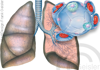 Atmung Atemwege Lunge mit Bronchien und Lungenbläschen