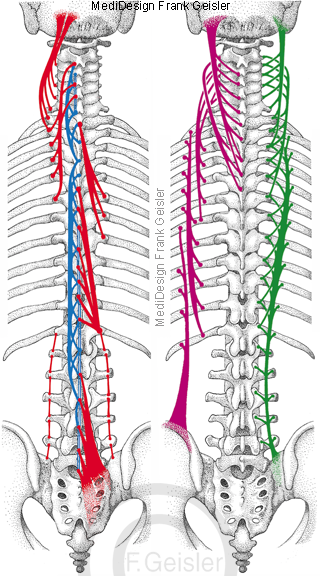 Schema autochthone Rückenmuskulatur mit Wirbelsäule Rippen
