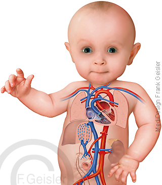 Baby, neugeborenes Kind, postnataler Kreislauf Blutkreislauf