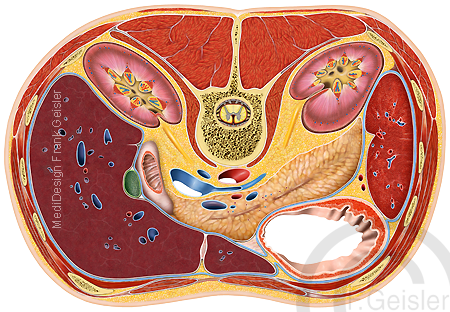 Anatomie Bauchfell Peritoneum, Querschnitt Organe im Bauchraum