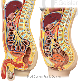 Anatomie Bauchfell Peritoneum mit Organe im Bauchraum des Menschen