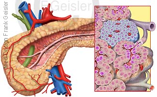 Anatomie Histologie Bauchspeicheldrüse Pankreas mit Langerhans-Insel und Inselzellen