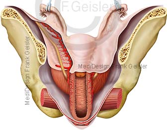Organe Becken Beckenorgane der Frau, weibliche Geschlechtsorgane