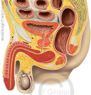 Anatomie Becken Beckenorgane Organe beim Mann