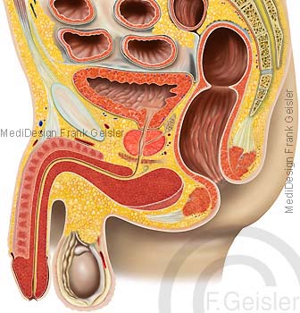 Anatomie Becken Beckenorgane beim Mann mit Geschlechtsorgane