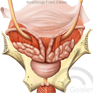 Organe Becken beim Mann mit Harnblase Vorsteherdrüse Prostata und Samenbläschen