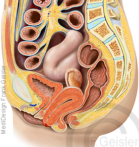 Anatomie Organe der Frau, Beckenorgane Gebärmutter Uterus mit Totalprolaps