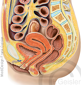 Becken Beckenorgane Organe Frau mit Gebärmutter Uterus