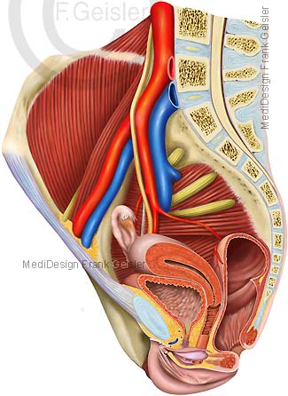 Anatomie weibliches Becken, Beckenorgane der Frau