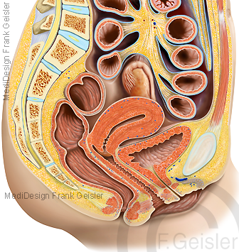 Anatomie Becken der Frau mit Beckenorgane und Geschlechtsorgane