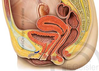 Anatomie Becken Beckenorgane Geschlechtsorgane der Frau