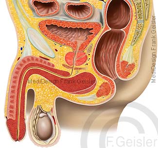 Anatomie Becken Organe Beckenorgane Geschlechtsorgane beim Mann