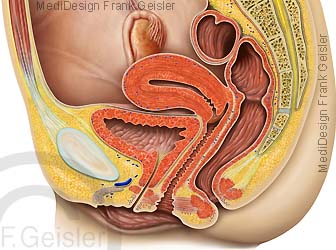 Anatomie Organe Frau, Beckenorgane Geschlechtsorgane mit Ovarium Uterus