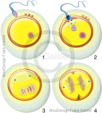 Befruchtung Eizelle Oozyt durch Samenzelle Spermium, Meiose