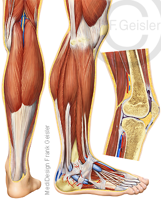 Anatomie Extremitäten, Bein mit Kniegelenk Knie Unterschenkel und Fuß mit Muskeln Sehnen beim Mann