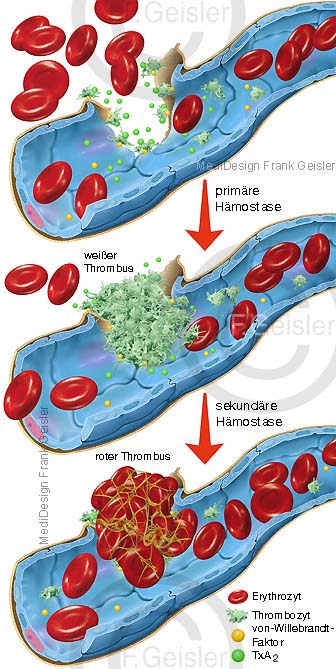 Physiologie Blutgerinnung Blut Blutzellen, primäre sekundäre Hämostase
