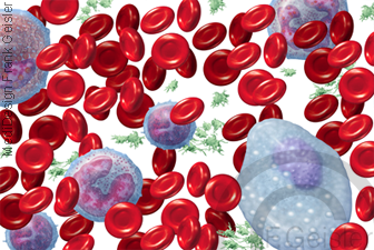 Blut, Blutzellen Blutkörperchen mit Plasmazelle in Knochenmark