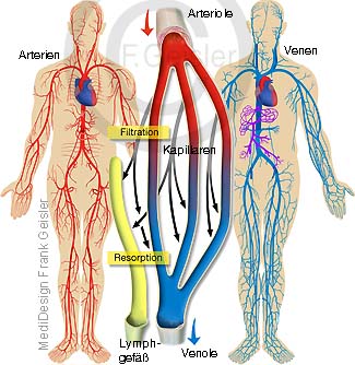 Blut Kreislauf Blutkreislauf Kreislaufsystem des Menschen
