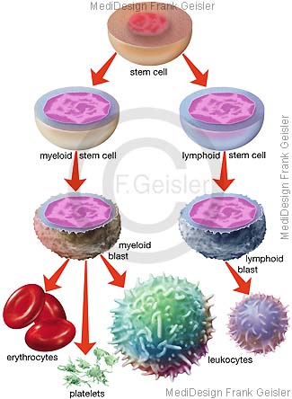 Bildung Blut Stammzellen Blutzellen Blutstammzellen gegen Krebs Blutkrebs