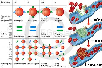 Blut Blutgruppen und Gerinnung Blutzellen Blutgerinnung Hämostase