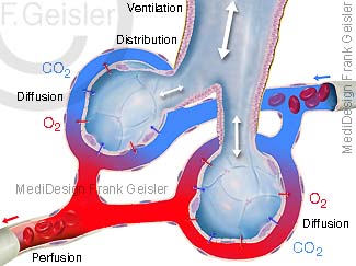 Ventilation und Diffusion, Gastaustausch zwischen Alveolen und Lungenkapillare Blutkapillare