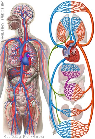 Blutkreislauf Herz Kreislaufsystem