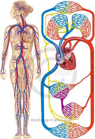 Blutkreislauf, Herz-Kreislauf-System Körperkreislauf mit Arterien Venen