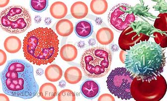 Histologie Blutzellen im Knochenmark, 3D Thrombozyten weiße Blutzelle und Erythrozyten