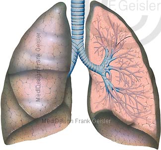 Anatomie Lungenflügel der Lunge mit Lungenlappen und Bronchien Bronchioli