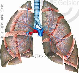 Anatomie Lungensegmente der Lunge mit Bronchien Arterien und Venen der Lunge