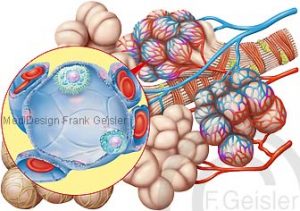 Lunge, Lungenlappen und Bronchien