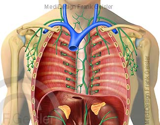 Lymphsystem, Brustraum mit Lymphbahnen und Lymphknoten