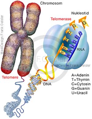 Chromosom, Telomere Telomerase DNA, Verkürzung Chromosomenenden