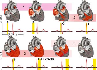 Physiologie EKG Erregung Herz Herzerregung