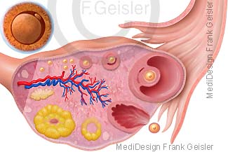 Anatomie Histologie Eierstock Ovar mit Eizelle Oozyt und Eisprung