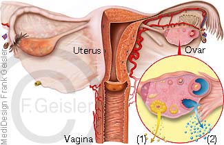 Anatomie Uterus mit Eierstock Ovar, Hormonbildung Hormone Progesteron und Östrogen