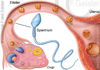 Befruchtung Eizelle und Zellteilung, Eisprung Spermium befruchtete Oozyte